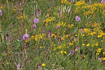 Dreizähniges Knabenkraut (Neotinea tridentata) und Brand-Knabenkraut (Neotinea ustulata) nebeneinander.