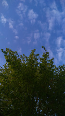 View of tilia tree tropical forest at blue sky background.