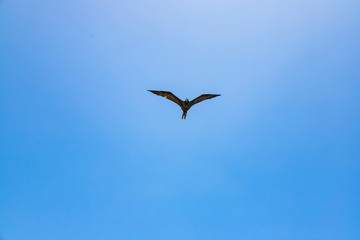A lone frigate in flight