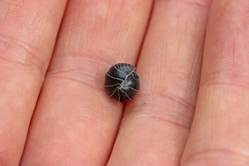 Gerandeter Saftkugler (Glomeris marginata)