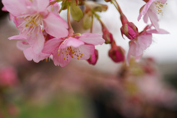 河津桜のピンクの花