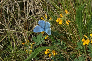 Hauhechel-Bläuling (Polyommatus icarus).