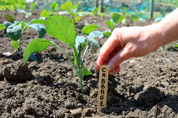 A gardener putting in a wooden marker indicating a row of cabbages growing in a vegetable garden.