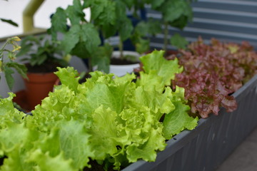 Frisches Gemüse auf dem eigenen Balkon