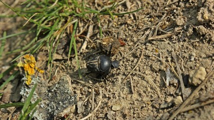Matter Pillenwälzer oder Matter Pillendreher (Sisyphus schaefferi) mit Dungkugel