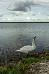 White water bird one swan near lake