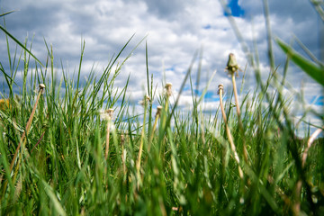 Fototapeta premium blown dandelions on a green meadow in the grass