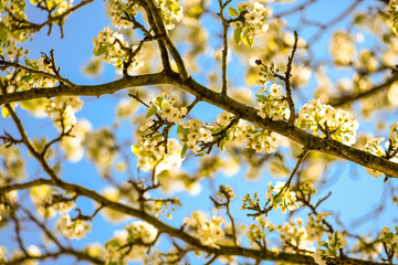 yellow flowers on blue sky