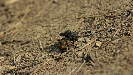 Matter Pillenwälzer oder Matter Pillendreher (Sisyphus schaefferi) mit Dungkugel