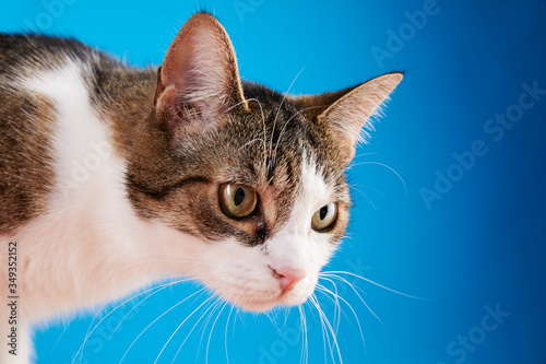Gros Plan Tete Chat Tigre Et Blanc Sur Fond Studio Bleu Wall Mural Mariesacha