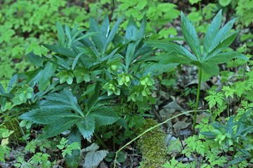 Grüne Nieswurz (Helleborus viridis).