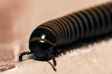An insect that in Puerto Rico is called a hundred feet