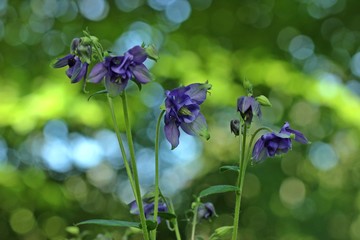 Gemeine Akelei (Aquilegia vulgaris)
