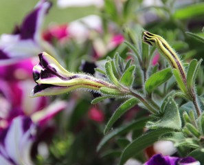 Petunia
