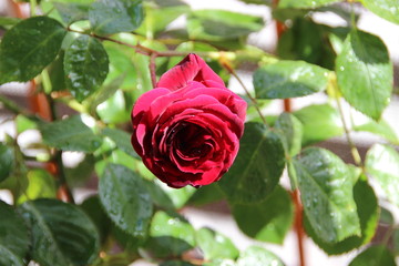 red rose in garden