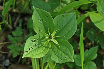 Vierblättrige Einbeere (Paris quadrifolia)