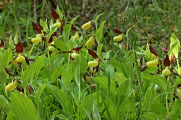 Gelber Frauenschuh (Cypripedium calceolus)