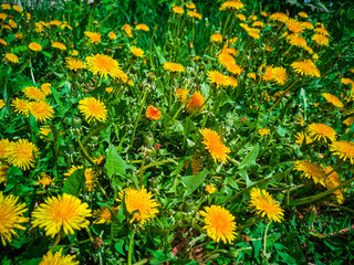 Obraz premium Green field with yellow dandelions. Close-up of yellow spring flowers on the ground