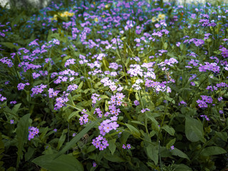 A cosmos flower face to sunrise in field