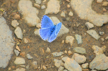 blue butterfly on the stones