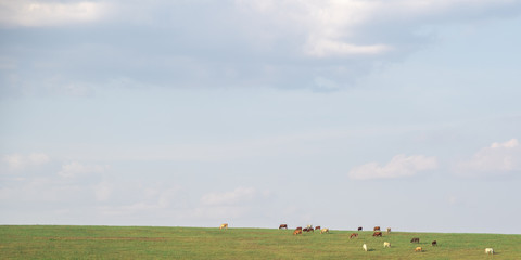 Fototapeta na wymiar Production and livestock fields on the border of Brazil and Uruguay