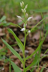  Schwertblättriges Waldvöglein (Cephalanthera longifolia)