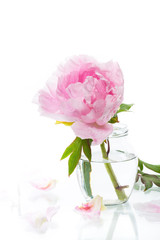 blooming pink tree peony flower on white background