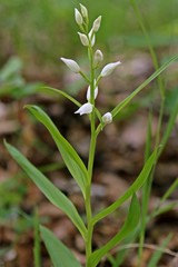 Schwertblättriges Waldvöglein (Cephalanthera longifolia)