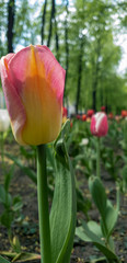 Beautiful yellow-pink tulip in the foreground on the boulevard and multi-colored tulips in the background in defocus, blurry. Vertical photo with space for text.