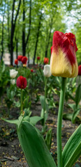 A beautiful yellow-red tulip in the foreground on the boulevard and red and white in the background in defocus, blurry. Vertical photo with space for text.