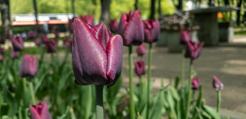 Maroon tulips in the foreground on a boulevard in sunny weather. The table and benches wrapped in a white and red ribbon are out of focus in the background, which prohibits sitting due to the COVID-19