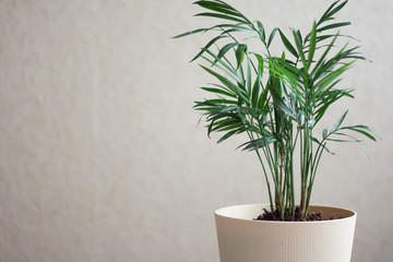 Tropical green plant in a light pot