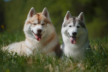 Two husky dogs lie on the grass in summer