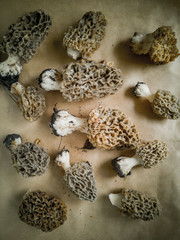 Fototapeta na wymiar The first spring Morel mushrooms. Edible mushroom, nutritious and delicious mushroom