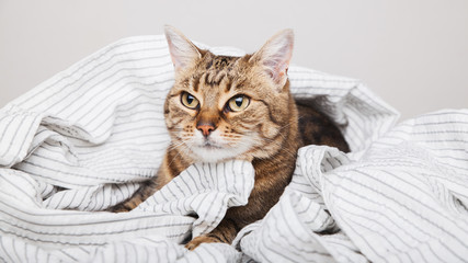 Fototapeta na wymiar Young tabby mixed breed cat on light gray striped coat in contemporary bedroom. Kitten relaxing and warms on blanket in cold winter weather. Pets friendly and care concept.