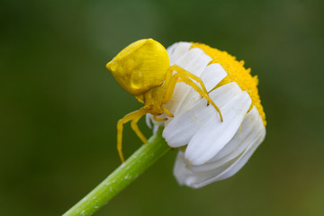 spider on a flower
