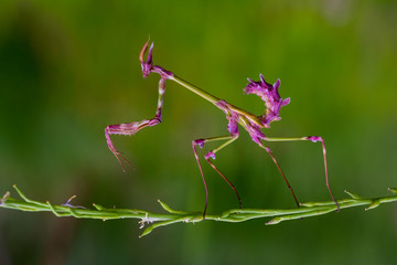 flower mantis