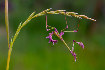 flower mantis
