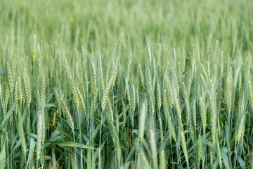 green wheat field
