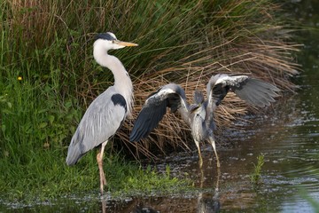 Graureiher im Wasser 23