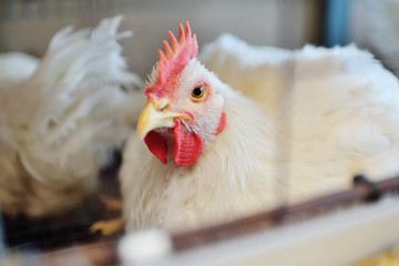 A big broiler rooster sits in a cage against the background of a poultry farm. Broiler chicken breeding.