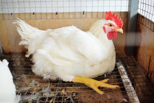 A big broiler rooster sits in a cage against the background of a poultry farm. Broiler chicken breeding.