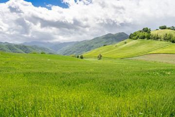 GREEN CULTIVATED HILLS OF ROMAGNA
