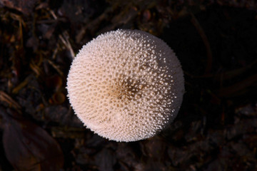 Mushrooms, (Lycoperdon perlatum) Kırklareli, Turkey.
