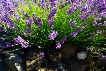 purple lavender flowers with stones