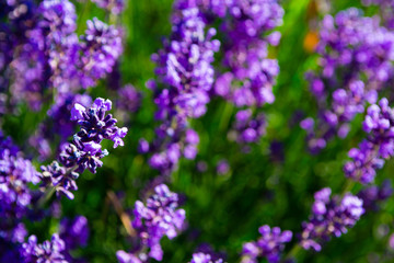 Obraz premium purple lavender flowers