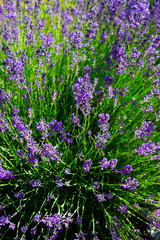 Obraz premium purple lavender flowers bush 