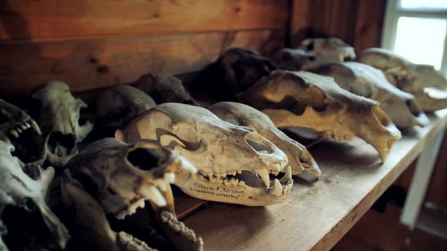 several bear skulls lying on the table