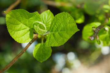Sprouts of hydrangea. Leaves of hydrangea, a common ornamental plant, growing outdoors. Fresh new young leaves. 