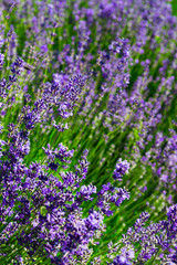 Fototapeta premium purple lavender flowers